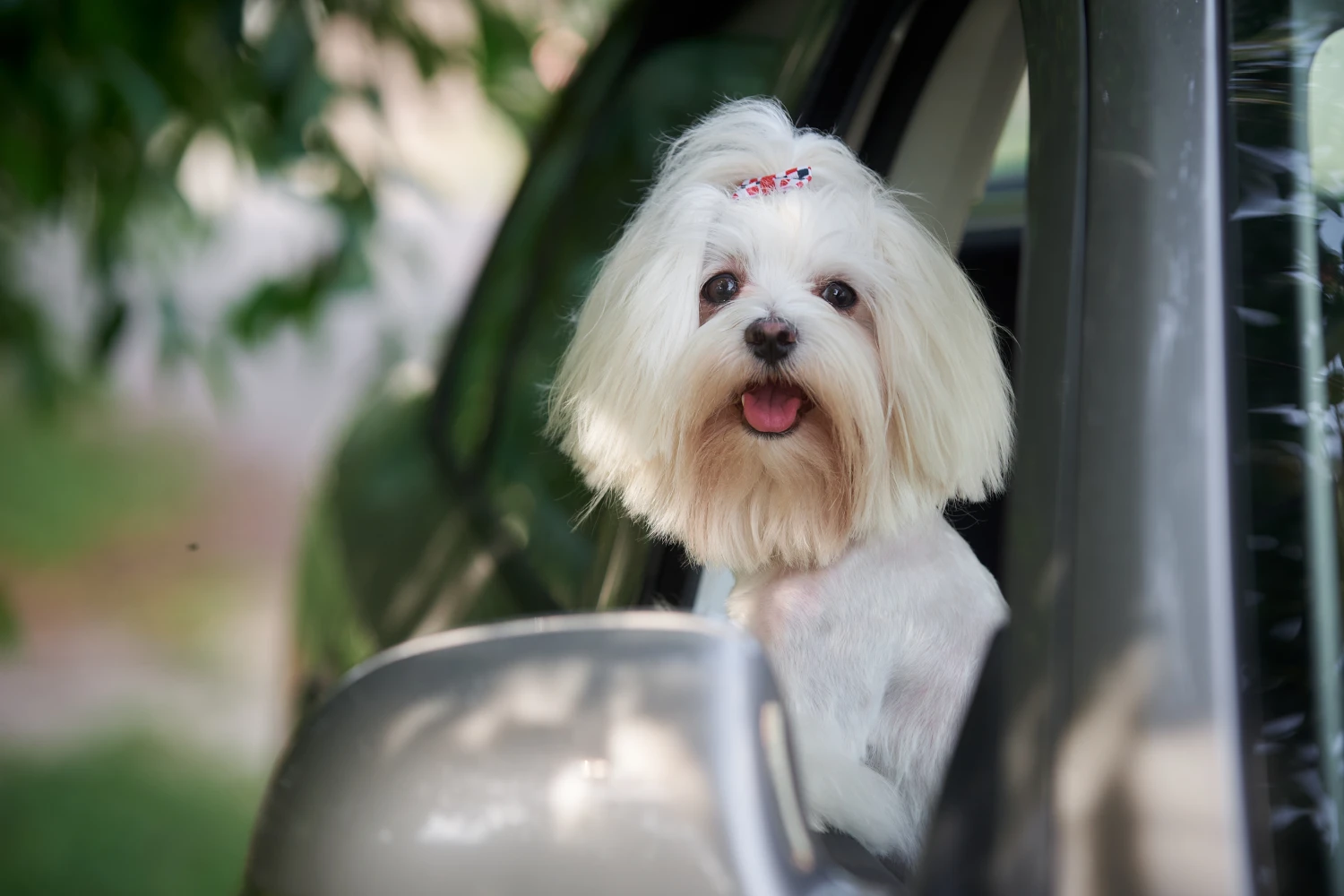 Volkswagen Tiguan Dog Safety Belt for Maltese