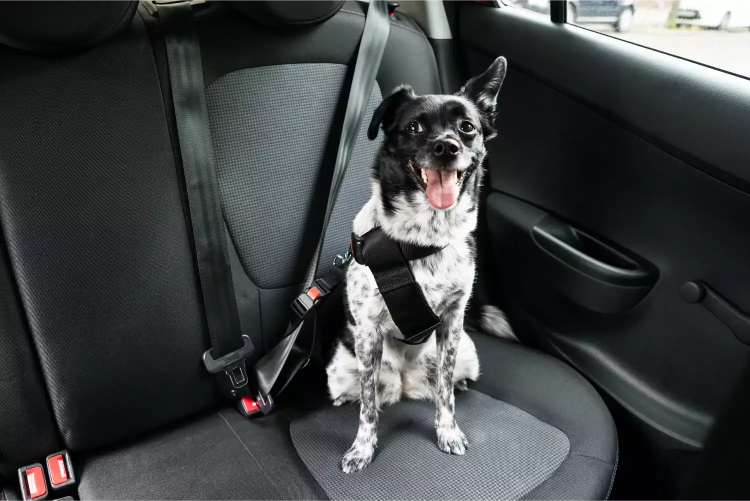 Ford Edge Dog Car Seat Belt for Dogo Argentinos